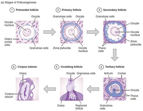 Difference Between Primordial Follicle and Primary Follicle ...