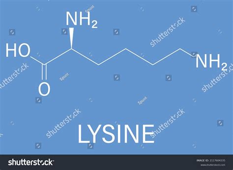 Lysine Or L Lysine Lys K Amino Acid Molecule Royalty Free Stock Vector 2117604335