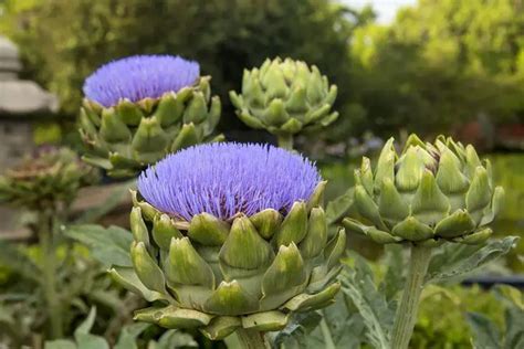 How To Grow Artichokes From Seed - 4 Easy Steps To Follow