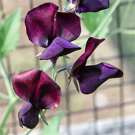 Sweet Pea Zinfandel Lathyrus Odoratus Growing Sweet Peas Sweet