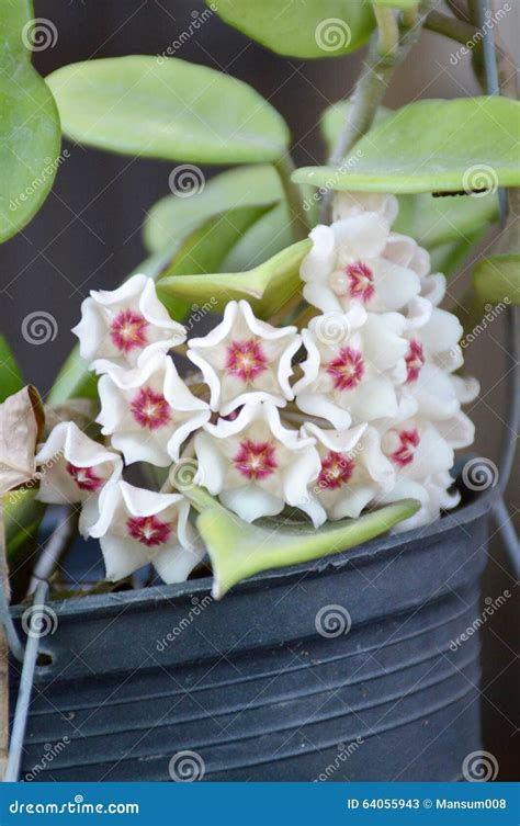 Hoya flower stock image. Image of natural, petal, blossom - 64055943