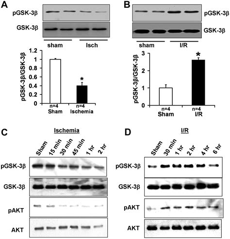 Differential Roles Of Gsk 3β During Myocardial Ischemia And Ischemia