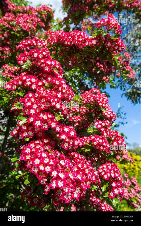 A Midland Hawthorn Tree Crataegus Laevigata In Blossom Ambleside Uk