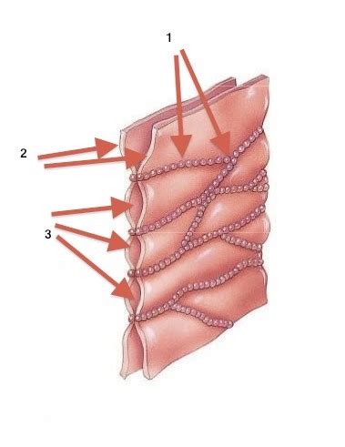 Anatomy Chapter The Tissue Level Of Organization Flashcards Quizlet