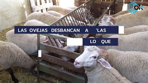 Las ovejas desbancan a las cabañuelas de Jorge Rey avisan de lo que