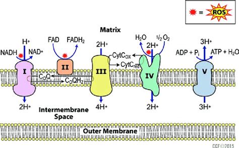 1 Generation Of Ros Via Electron Transport Chain Download Scientific Diagram