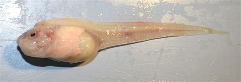 New Mariana Trench species is the deepest-dwelling fish in the ocean