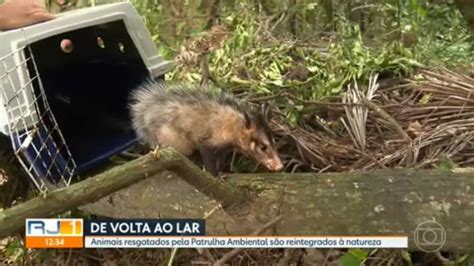 Vídeo Animais resgatados foram reintegrados à natureza RJ1 G1