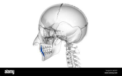 Human Teeth Canine Anatomy 3D Illustration For Medical Concept Stock Photo - Alamy