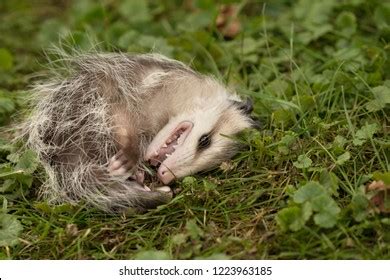 Virginia Opossum Didelphis Virginiana Baby Playing Stock Photo ...