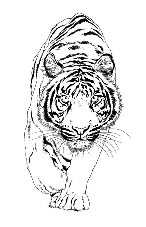 Roar with Creativity: Effortless Tiger Drawing Made Easy! | Tiger ...