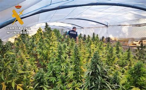 Dos Detenidos En Badajoz Por Cultivar Plantas De Marihuana En Una