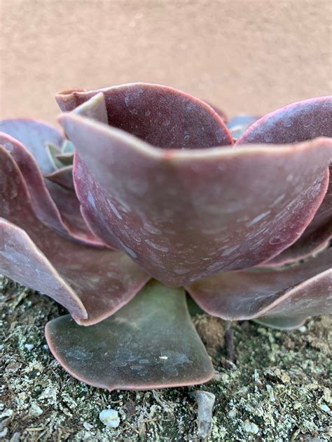 Echeveria Fireglow Etsy