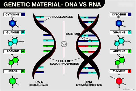 Genetic Material: Understanding DNA vs RNA