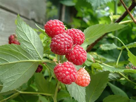 Malina Ta Uprawa Odmiany Poranna Rosa I Golden Queen