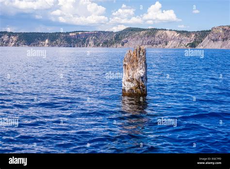 The Old Man Of The Lake Tree Stump Floating In Crater Lake Crater Lake