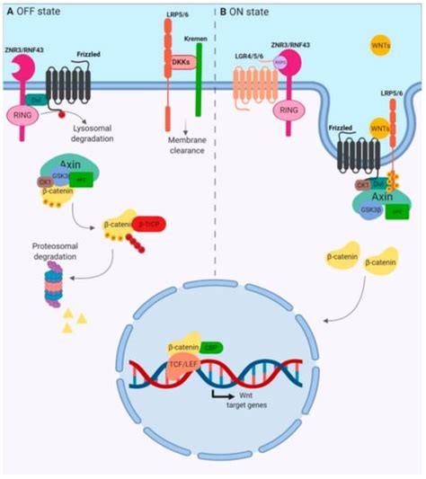 Cancers Free Full Text A Role For The WNT Co Receptor LRP6 In