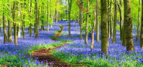 Best Bluebell Walks Scotland Wood Leisure Holiday Parks