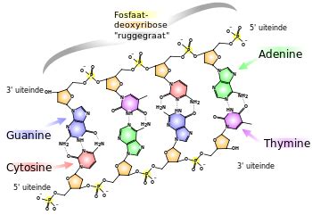 Isola Cpg Propriet Analisi Bioinformatica Identificazione Delle