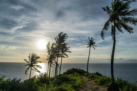 Island Sea Lombok No People Tropical Climate Palm Tree Plant