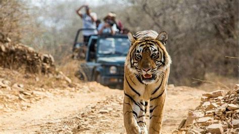 Conservation and Challenges of Jim Corbett National Park - Corbett Info