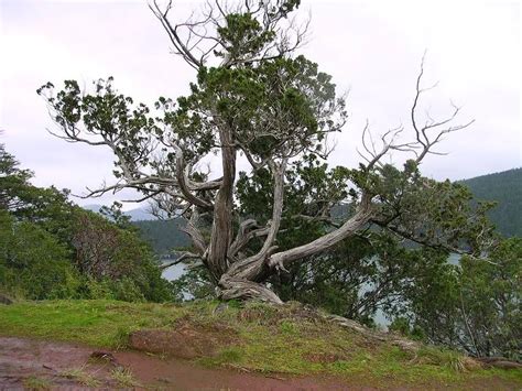 12 Arizona Native Trees to Plant Today