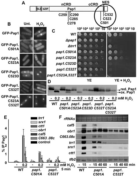 Characterization Of The Role Of The Three Cys Residues Located At The