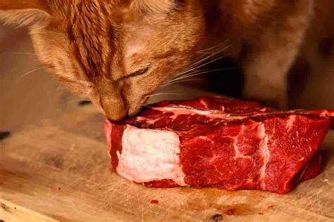 Can Cats Eat Beef