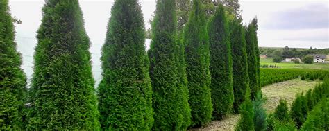 Туя Смарагд (Smaragd): описание видов, посадка и уход, размножение