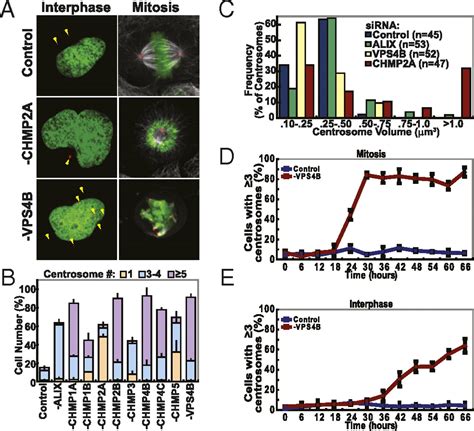 Human Escrt Iii And Vps Proteins Are Required For Centrosome And