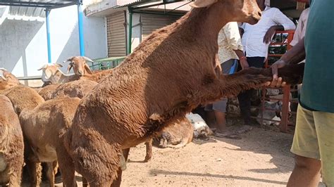 Zia Guda Bakra Mandi Cheapest Goats In Hyderabad Qurbani K Bakre Youtube