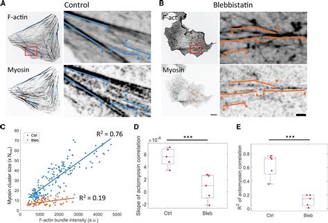 Limiting Pool And Actin Architecture Controls Myosin Cluster Sizes In