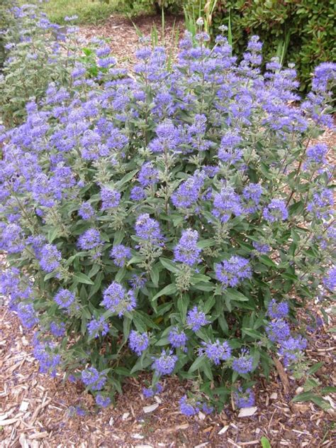 Caryopteris X Clandonensis 'Dark Knight' - Pépinière Cramer Inc.