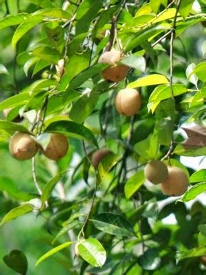 Agen Bibit Tanaman Unggul Sukabumi: jual bibit buah pala