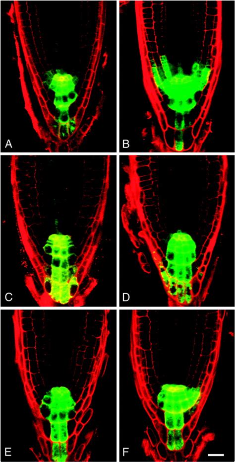 Gravity Regulated Differential Auxin Transport From Columella To