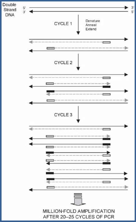 9 Schematic Representation Of The Polymerase Chain Reaction The Newly Download Scientific