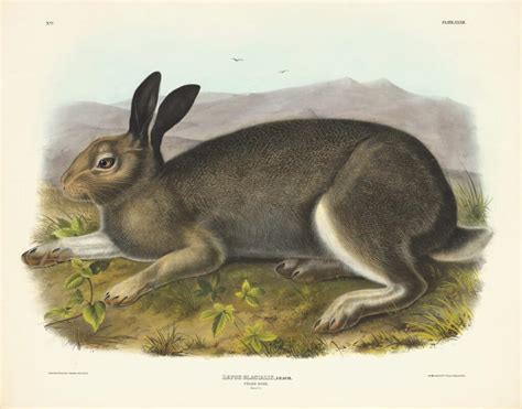 Audubon Bowen Edition Pl Polar Hare By Oppenheimer Editions