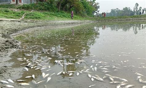 বিষ প্রয়োগে সরকারি পুকুরের ৪ লাখ টাকার মাছ নিধনের অভিযোগ