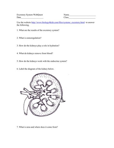 Excretory System Labeling Worksheet