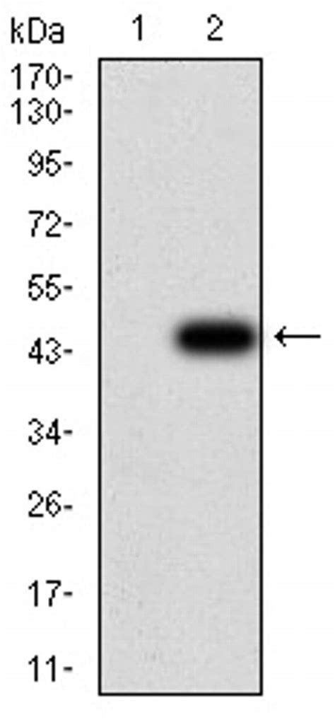 Gfpt Mouse Anti Human Rat Clone F B Invitrogen L