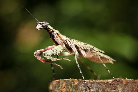 Florida Bark Mantis Project Noah