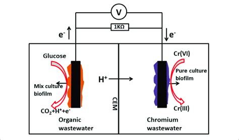 Schematic Diagram Of The Two Chamber Microbial Fuel Cell Employed In Download Scientific