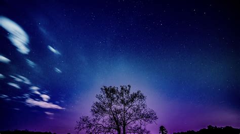 7680x4320 Tree Galaxy Sky 8k 8k HD 4k Wallpapers, Images, Backgrounds, Photos and Pictures