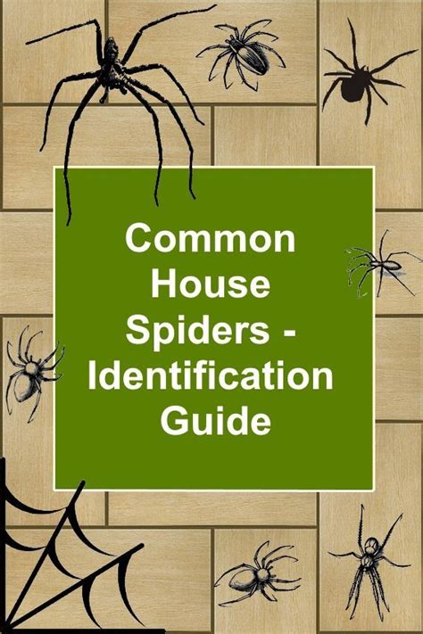 Common House Spiders – Identification Guide