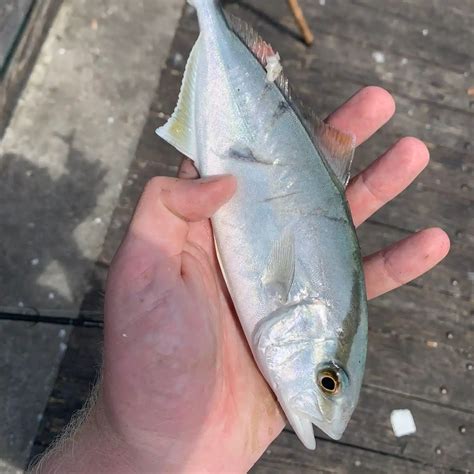 Fishing Reports Best Baits And Forecast For Fishing In Dania Beach Pier