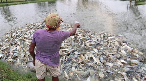 Basa Catfish Feeding In A Outdoor Fish Pond Feeding Pond Fish Youtube