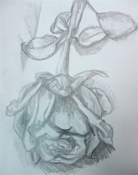 Rose Flower Pencil Drawing at GetDrawings | Free download