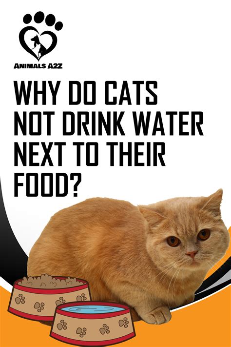 Why Do Cats Not Like Bottles Of Water at Alyssa Coode blog