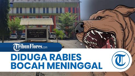 Breaking News Diduga Rabies Bocah Tahun Di Desa Hikong Sikka