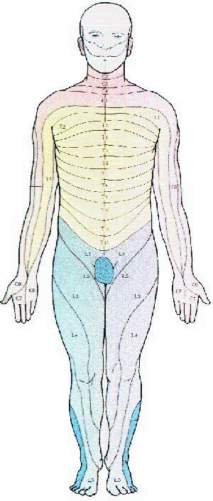 Dermatome Maps Are Useful To Clinicians Because